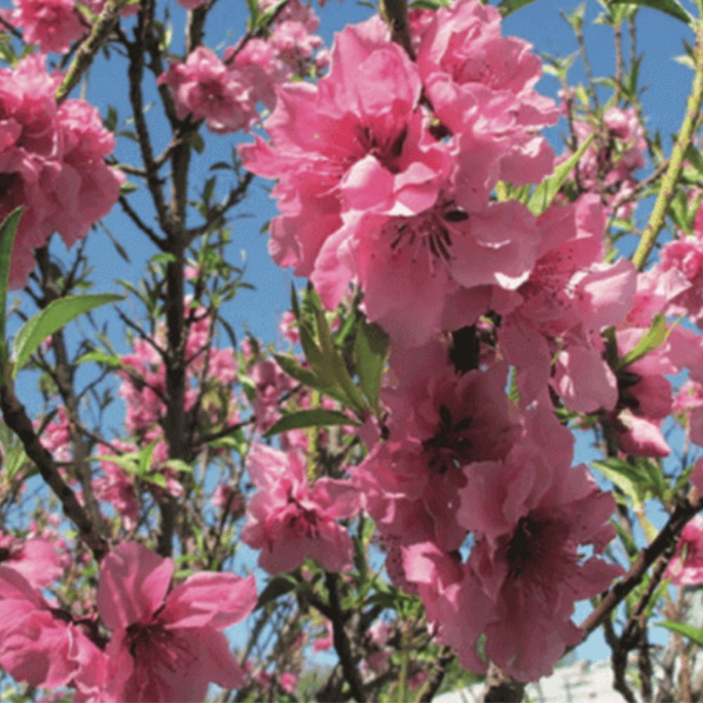 Expert Gardener Bonanza Patio Peach Live Tree, 3-4 ft Tall, 7 Gallon Grower Pot