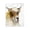 Farmhouse Longhorn Calf, variant on Stupell Industries Cuddling Sheep & Lamb Animals Painting Wrapped Canvas Art Print Wall Art, 16 x 20