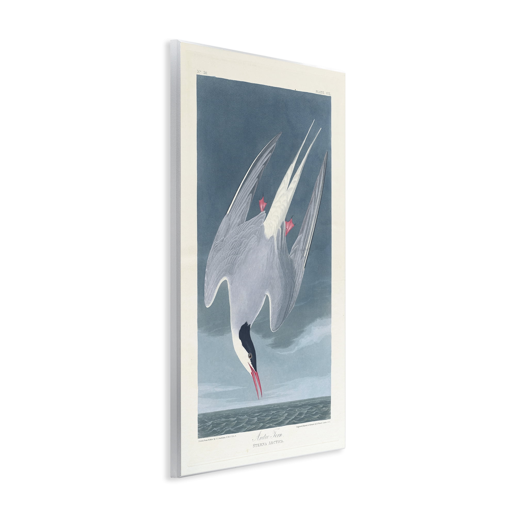 Stupell Industries Classic Arctic Tern Bird Animals Painting Unframed Art Print Wall Art, 10 x 15