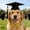 C, variant on Pet Graduation Photo Props, Adjustable Elastic Graduation Cap Bow Tie Bandana Set for Dogs Cats Back To School Celebration