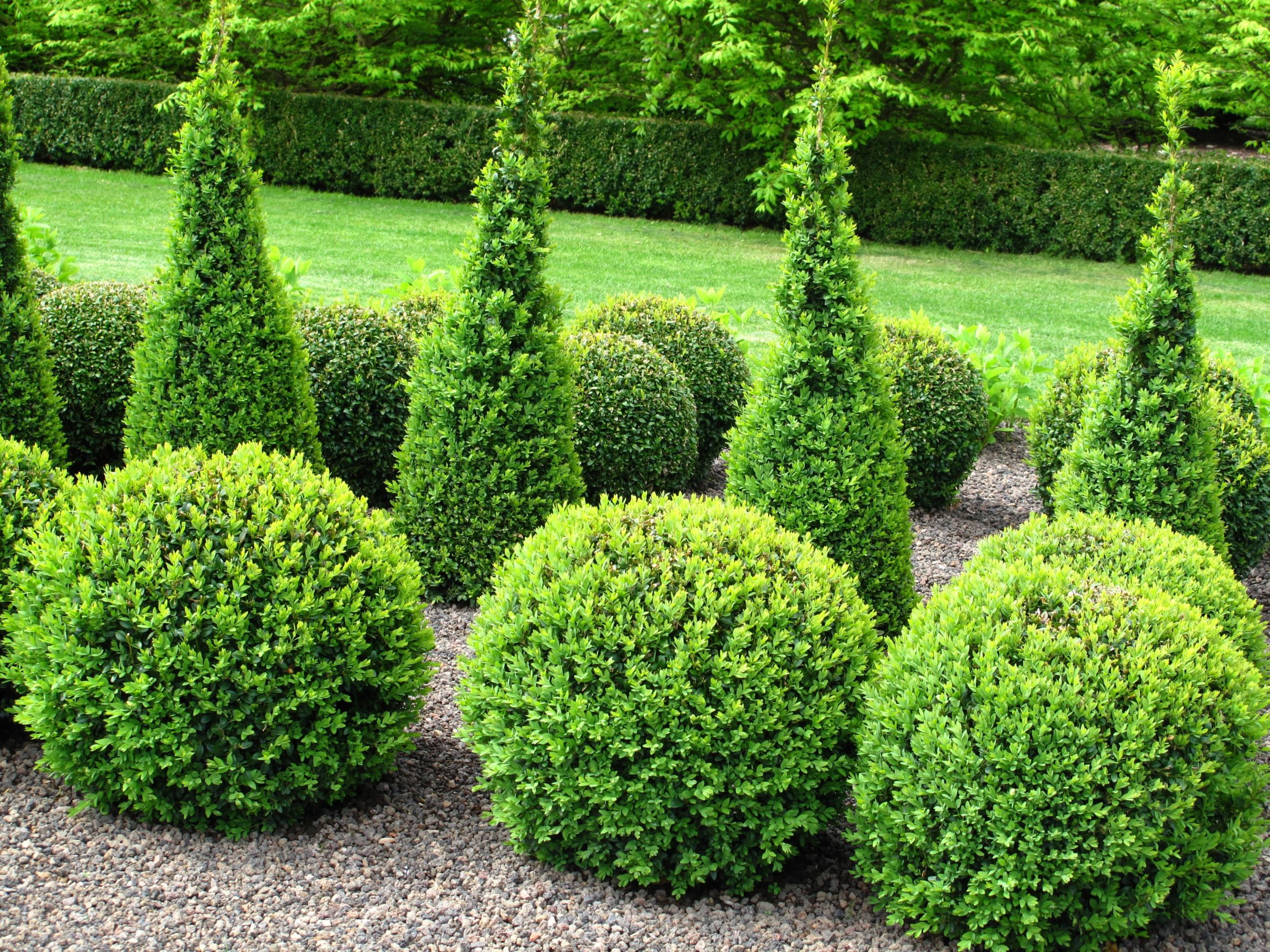 Expert Gardener 2.5QT Boxwood Winter Gem Evergreen Live Shrubs Full Sun Green