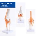 thumbnail image 3 of Modelo anatómico de articulación de rodilla médica con ligamentos, tamaño natural, para la enseñanza médica, el estudio de estudiantes, la educación científica, 3 of 5