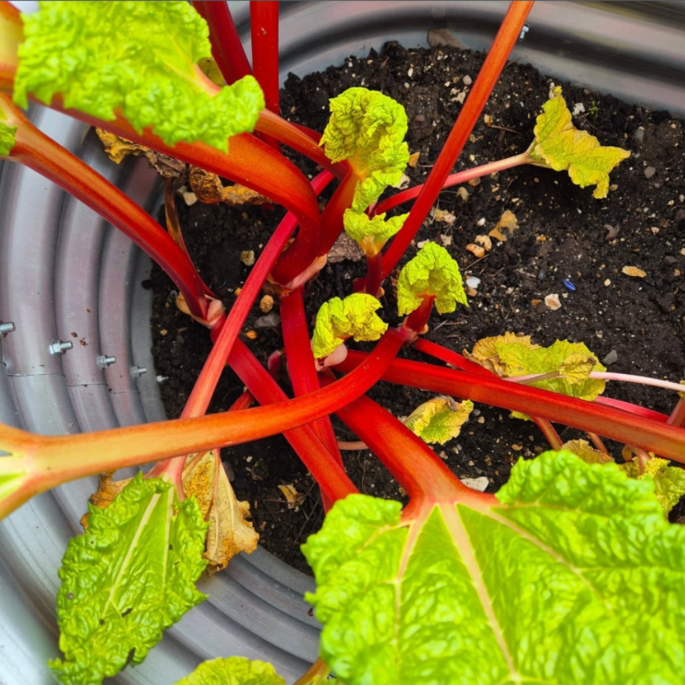 Set 5 Rhubarb Root Plant for Planting, Fresh Rhubarb Plants Live Root, Large Rhubarb Rhizomes, Well-Rooted for Outdoor Planting