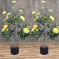 thumbnail image 3 of 36'’ Artificial Camellia Tree,2 Pack Flower Plants Artificial Tree, Faux Floral Plant Blooming Tree In Pot, 3 of 6