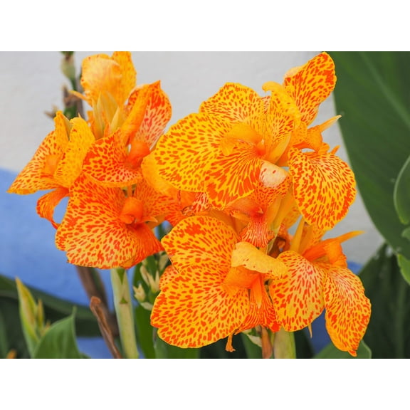 5 Seeds YELLOW CANNA LILY Indian Shot Canna Indica Flower Seeds