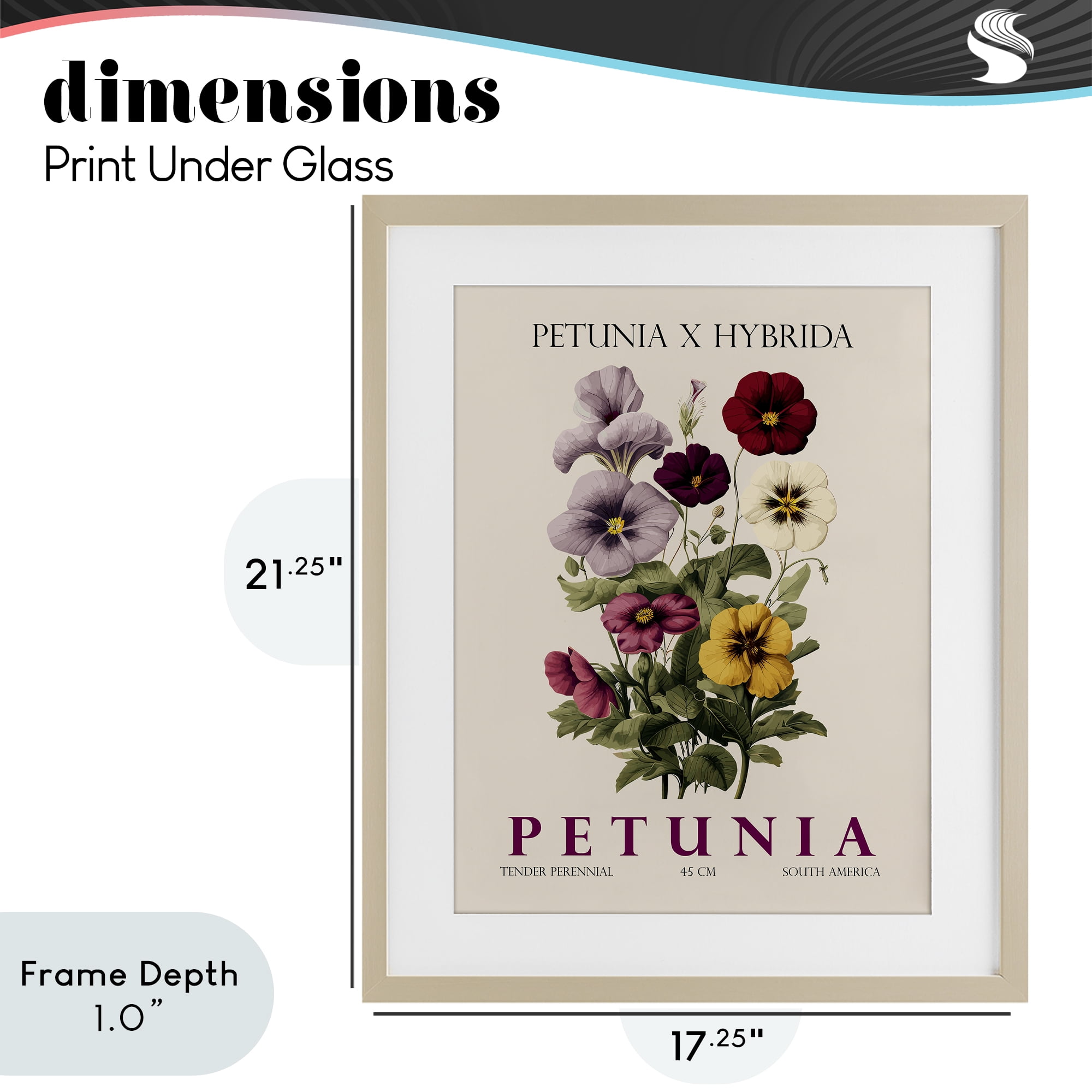Stupell Industries Natural Petunia Bundle Birch Framed Print Under Glass, design by Christopher Giampietro