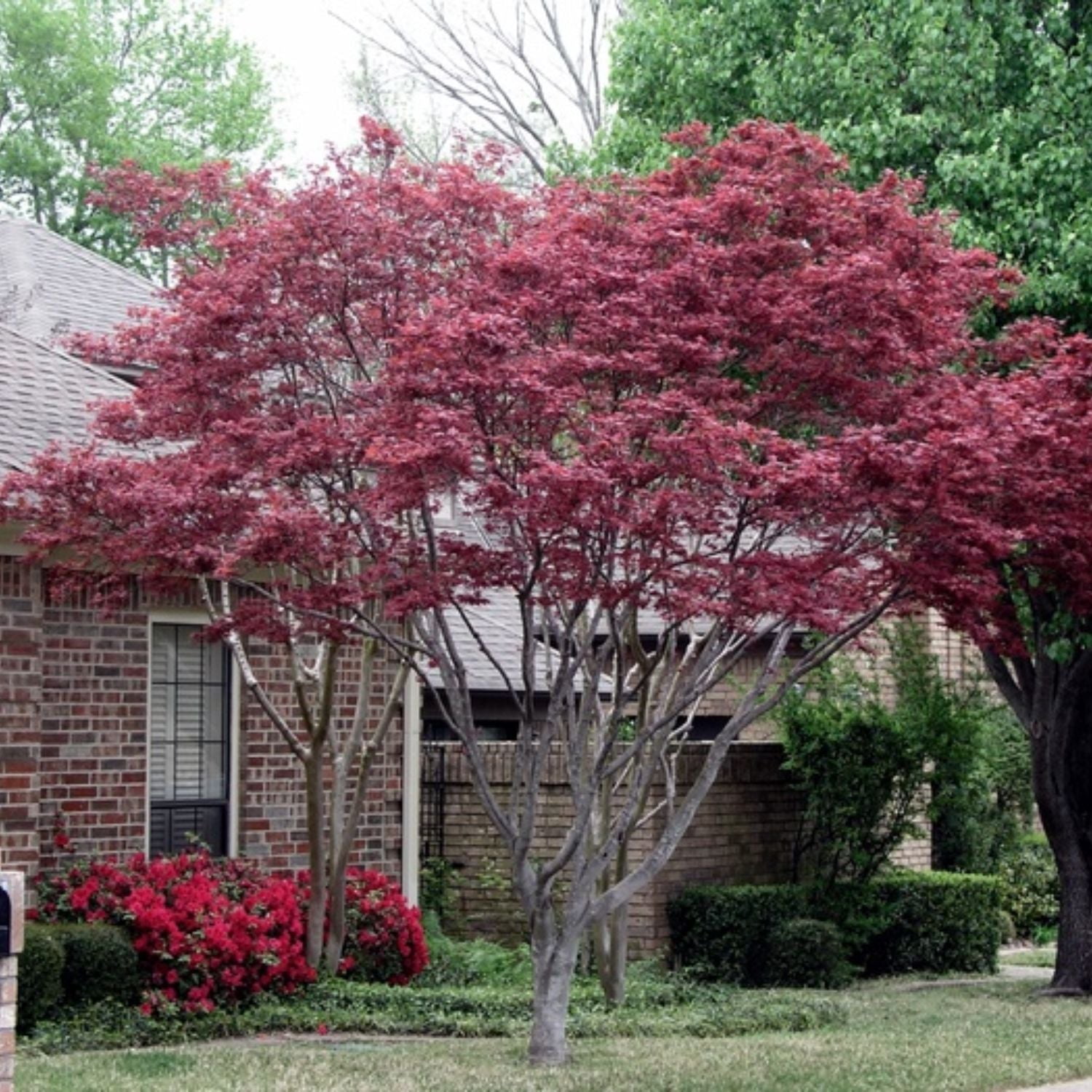 Expert Gardener 1-2' Maple Japanese Atropurpureum (var. atropurpureum) 1 gal. Grower Pot