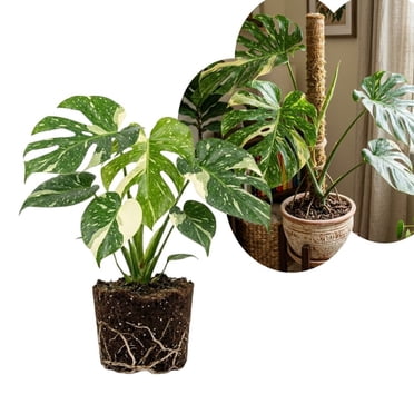 Variegate Monstera Live Indoor Plant, Variegated Tropical Houseplant, 4-6 Inch Monstera for Garden