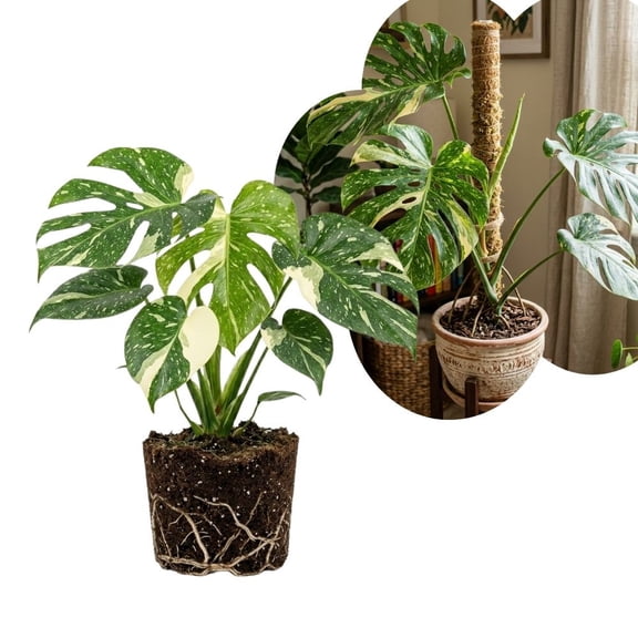 Variegate Monstera Live Indoor Plant, Variegated Tropical Houseplant, 4-6 Inch Monstera for Garden