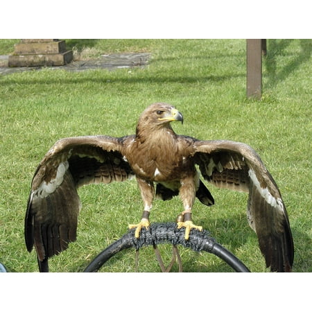 Canvas Print Eagle Raptor Bird Steppe Eagle Bird Of Prey Animal Stretched Canvas 10 X 14