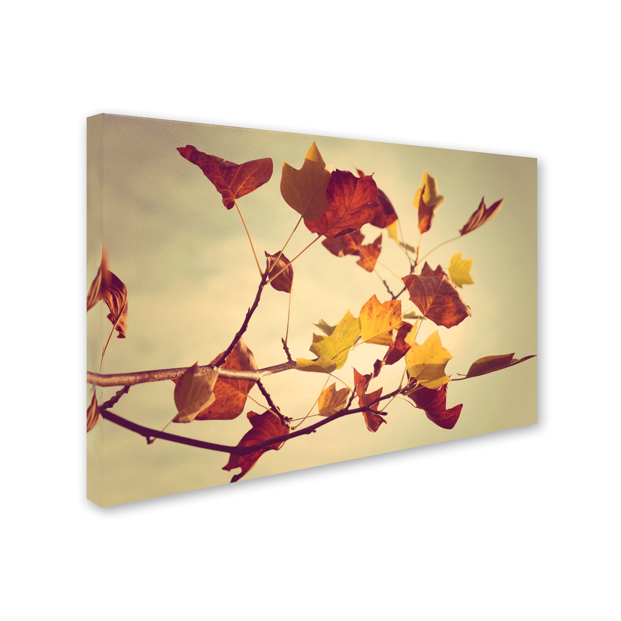 Trademark Fine Art "Still Fall" Canvas Art by Philippe Sainte-Laudy