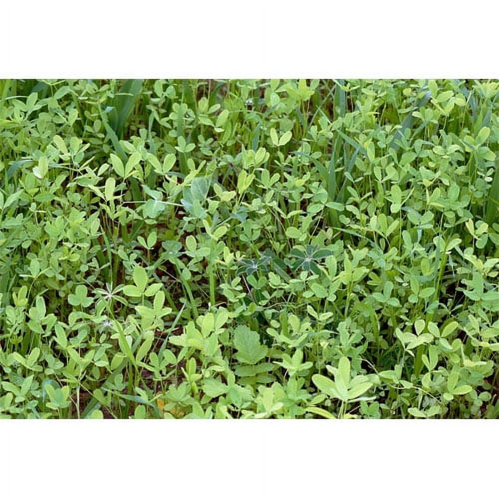 Whitetail Institute Imperial Destination Food Plot Seed 9 lb