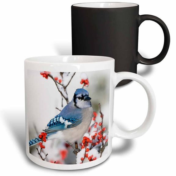 3drose, Blue Jay in Common Winterberry, in Winter, Marion Co. Il, 11oz Magic Transforming Mug