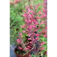 thumbnail image 5 of 30 Red AGASTACHE HEATHER QUEEN Hummingbrid Mint Hyssop Flower Herb Seeds, 5 of 10