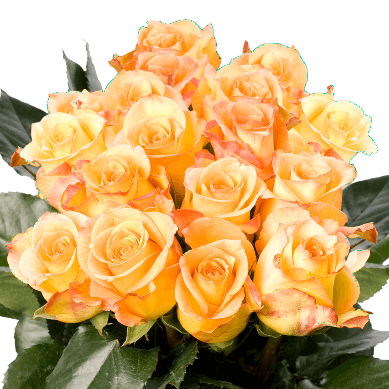 My Image 22