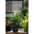 thumbnail image 4 of Lady Palm - 2 Live Starter Plants in 2 Inch Pots - Rhapis Excelsa - Beautiful Clean Air Indoor Outdoor Houseplant, 4 of 5