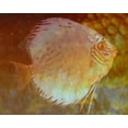 thumbnail image 2 of Bartola 18x15 Black Ornate Wood Framed with Double Matting Museum Art Print Titled - Discus I, 2 of 4