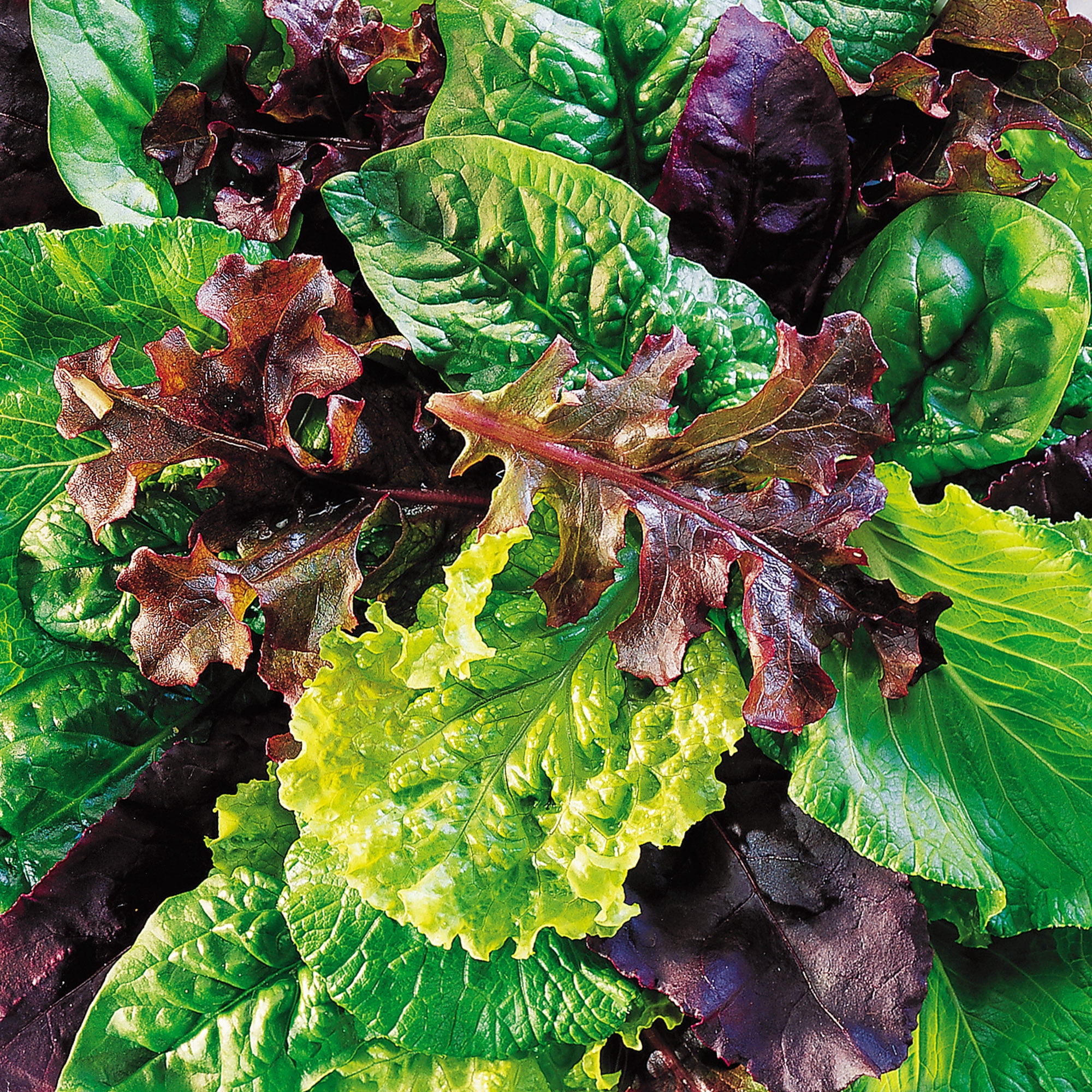 Burpee Sweet Salad Mix Mesclun Vegetable Seed, 1-Pack