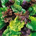 Spring Mix Package Burpee Sweet Salad Mix Mesclun Vegetable Seed, 1-Pack - Walmart ...