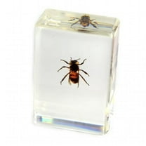 ED SPELDY EAST PW103 Paperweight  small  Honey bee