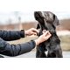 thumbnail image 3 of Collar Herm Sprenger de acero inoxidable para adiestramiento de perros, 3 of 7