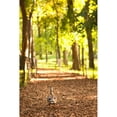 thumbnail image 3 of Millet, Karyn 11x14 Black Modern Framed Museum Art Print Titled - Duck Walk, 3 of 5