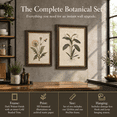 2framed Vintbotanical Wall Art (botany 12x16in Framed) - Walmart.com