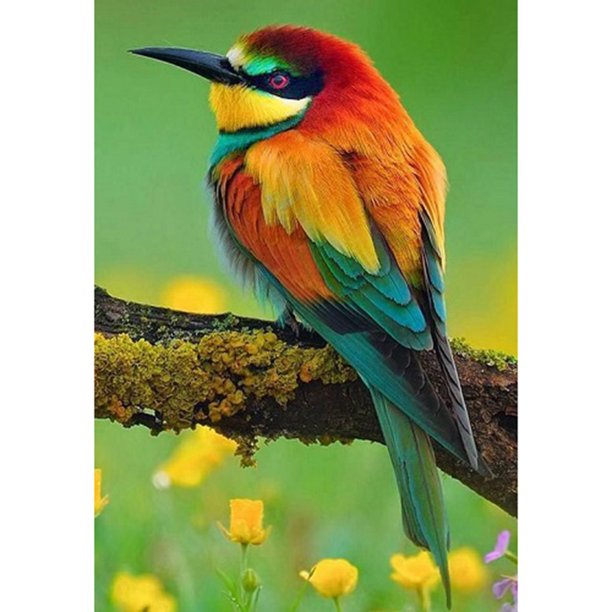 Diamante (DE6409) Serie animal pájaro color arcoíris redondo resina E556 30x40cm Hugtrwg Para estrenar