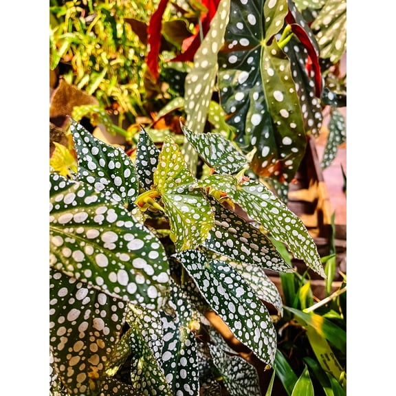 Angel Wing Begonia-Lush Foliage-Bright Indoor Plant  4" Pot (Pack of 4)