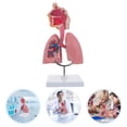 thumbnail image 2 of KAKOWELY 1pc Respiratory Lung Model Medical Respiratory System Lung Model Teaching Tool,10.63"X4.72"X4.72", 2 of 5