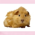 thumbnail image 2 of CafePress - Guinea Pig Gifts Body Suit - Baby Light Bodysuit, Size Newborn - 24 Months, 2 of 4