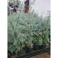 thumbnail image 6 of Blue Ice Arizona Cypress Tree - Live Plant ( 2.5 QT ) - Evergreen Tree | Privacy Screen, 6 of 6