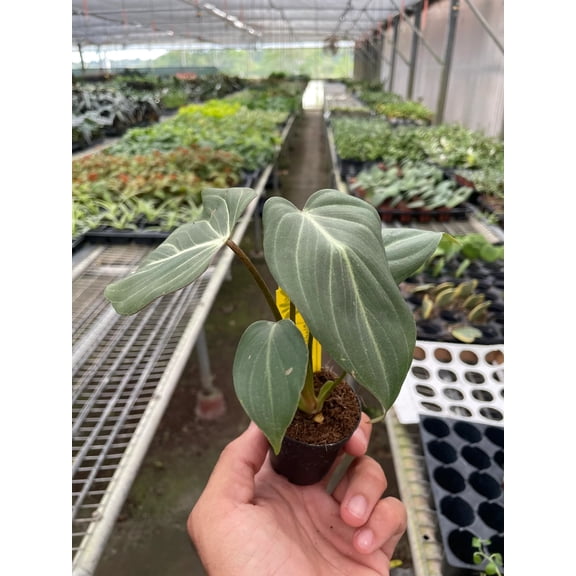 Philodendron Gloriosum - Live Air-Purifying Indoor Plant in Nursery Pot – Easy Care, Low Maintenance Houseplant for Home & Office Decor, Natural Air Cleaner, Best for Beginners (2"Pot)