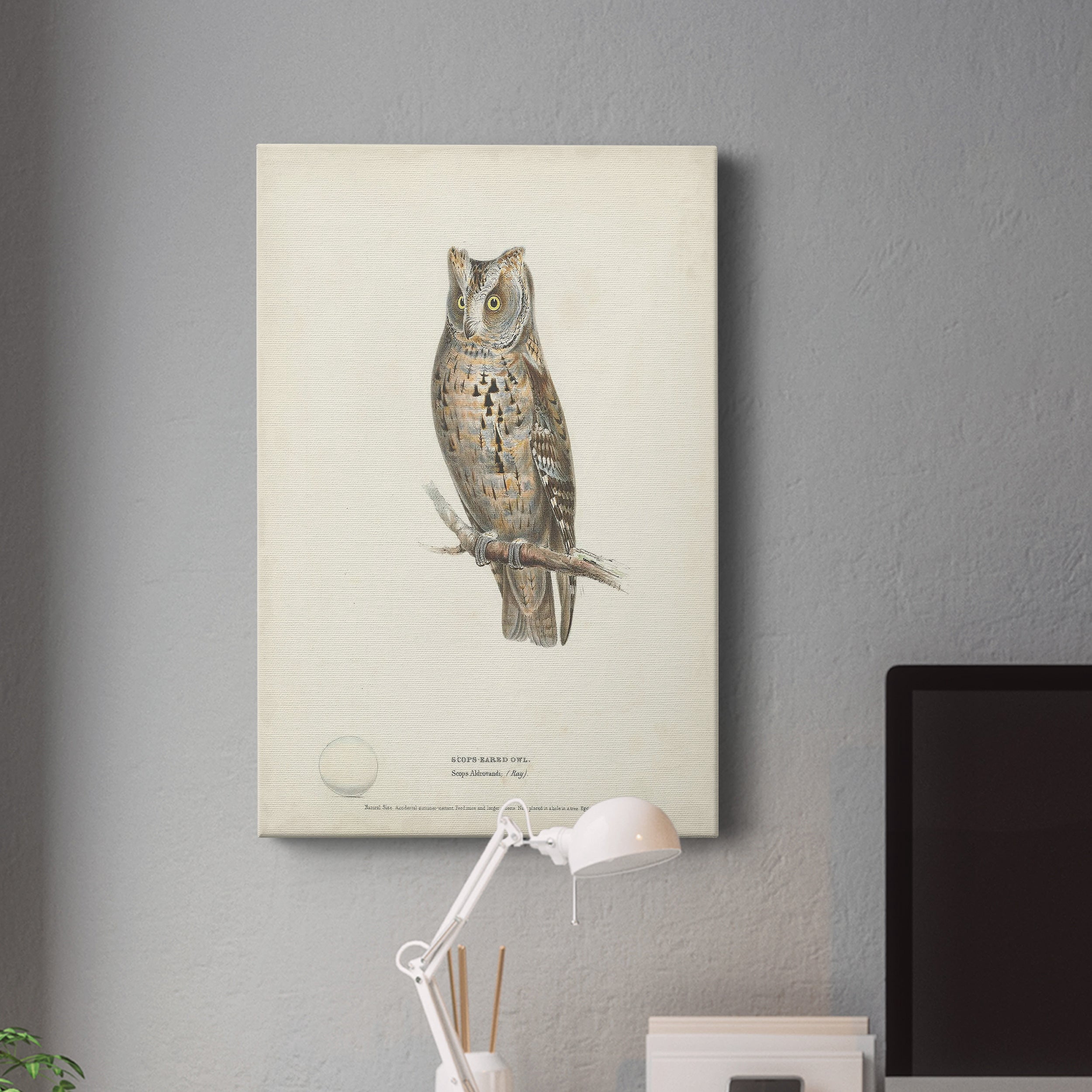 Scops- Eared Owl Premium Gallery Wrapped Canvas - Ready to Hang
