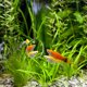thumbnail image 4 of NUOLUX 1Jgo Para Acuario Decorativo Ideal Para Bettas De Y Salada, 4 of 8