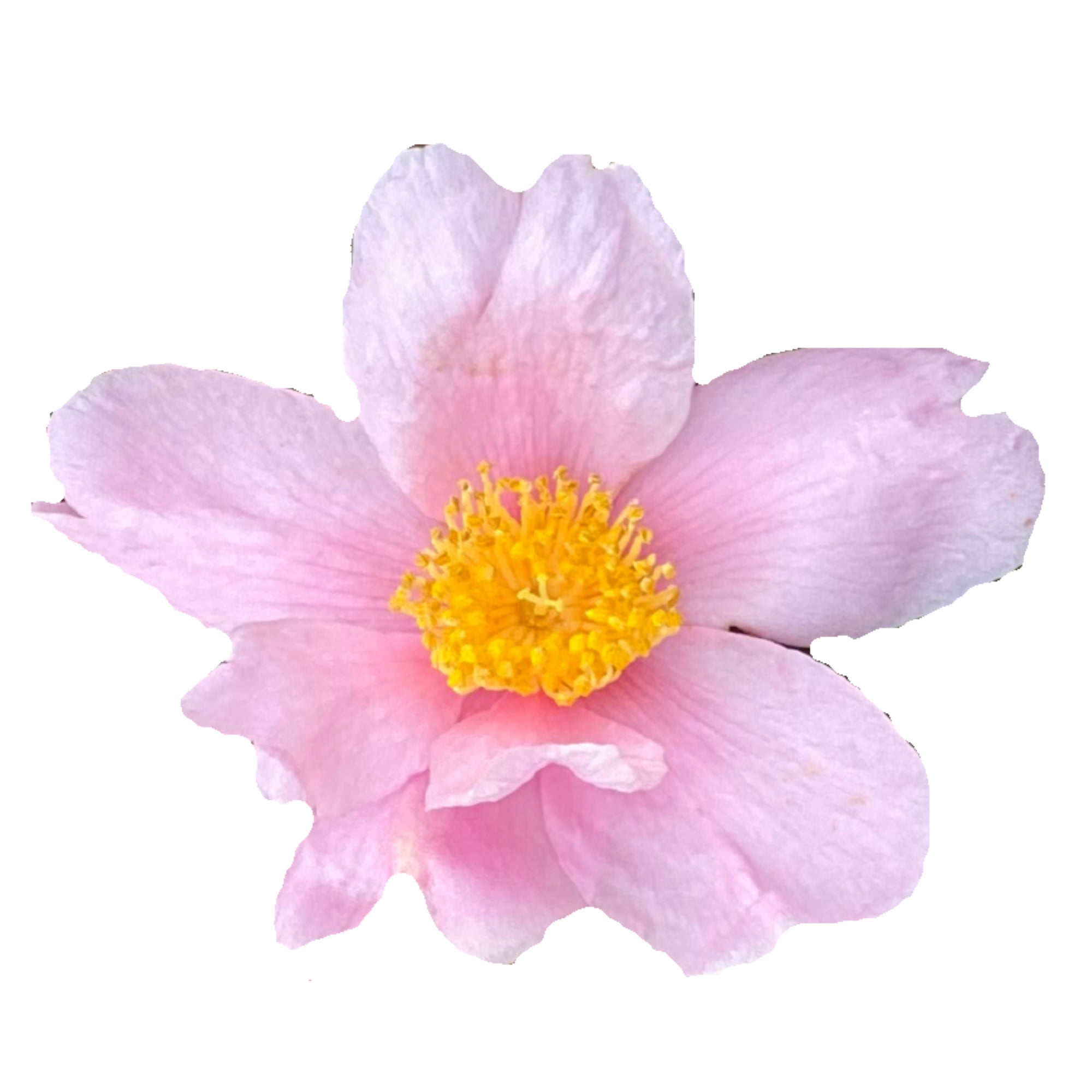 Proven Winners ColorChoice 5" Pink Just Chill Red Tip Camellia Live Plant in 4.5" Pot (4 Count)