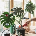 thumbnail image 4 of JANGSLNG 6Pcs Monstera Plant Magnets Eyes Potted Plants Decoration Funny Plant Safe Magnet Pins Charms House Plant Accessories for Plant Lovers, 4 of 7
