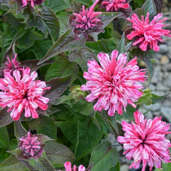 100 Light Pink Bee Balm Seeds