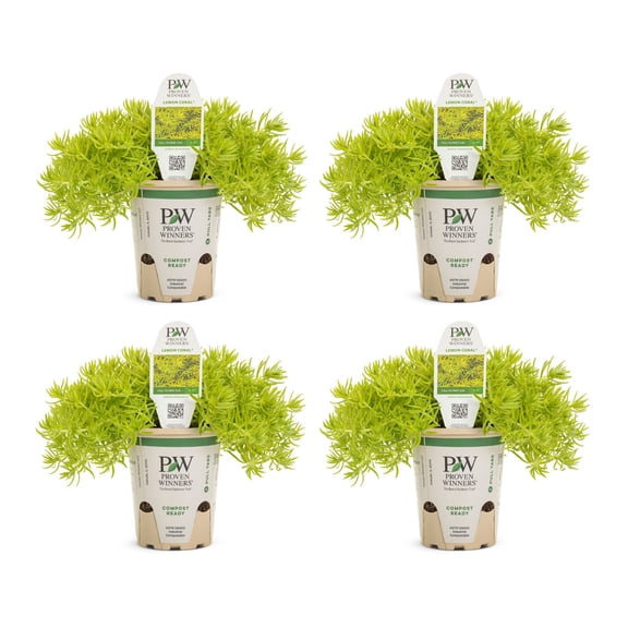 Proven Winners 4" Lemon Coral Stonecrop Live Plant in 4.25" Pot (4 Count)