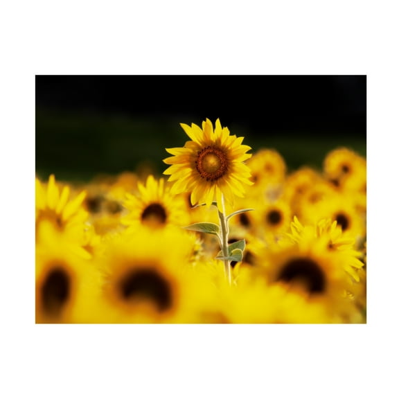 Canvas Wall Art - Clive Branson 'Sunflower Ottawa' Wall Art for Living Room, Bedroom, or Office Décor by Trademark Fine Art - 19 x 14 Inches