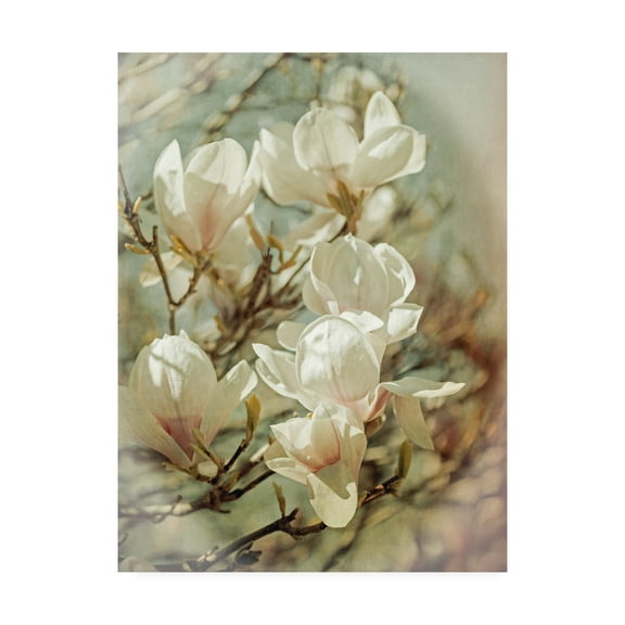 Trademark Fine Art 'Vintage Inspired Magnolias' Canvas Art by Brooke T. Ryan