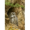 thumbnail image 2 of Illg, Cathy and Gordon 23x32 Gold Ornate Wood Framed with Double Matting Museum Art Print Titled - Colorado, Larimer County Great horned owl, 2 of 4