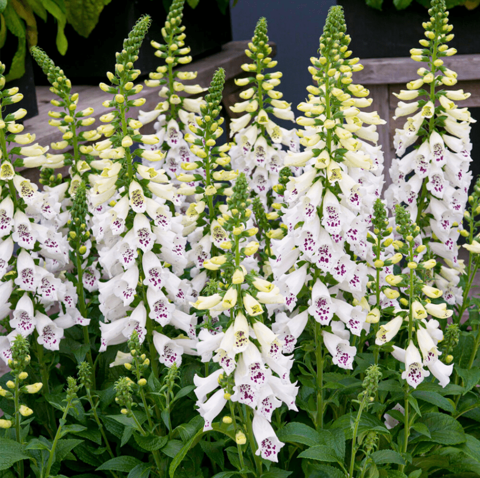 White Foxglove Plant Live, Hardy Perennial Foxgloves with Colorful Summer Flowers for Outdoor Garden Planting, 2-4 Inch Tall, 3 Inch Pot