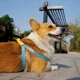 thumbnail image 2 of Correa Para Perros Mascotas De Colores, 2 of 3