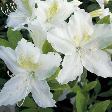 2.50 Qt. Pot, Snow Azalea Potted Flowering Broadleaf Evergreen Shrub, One Plant per Offer