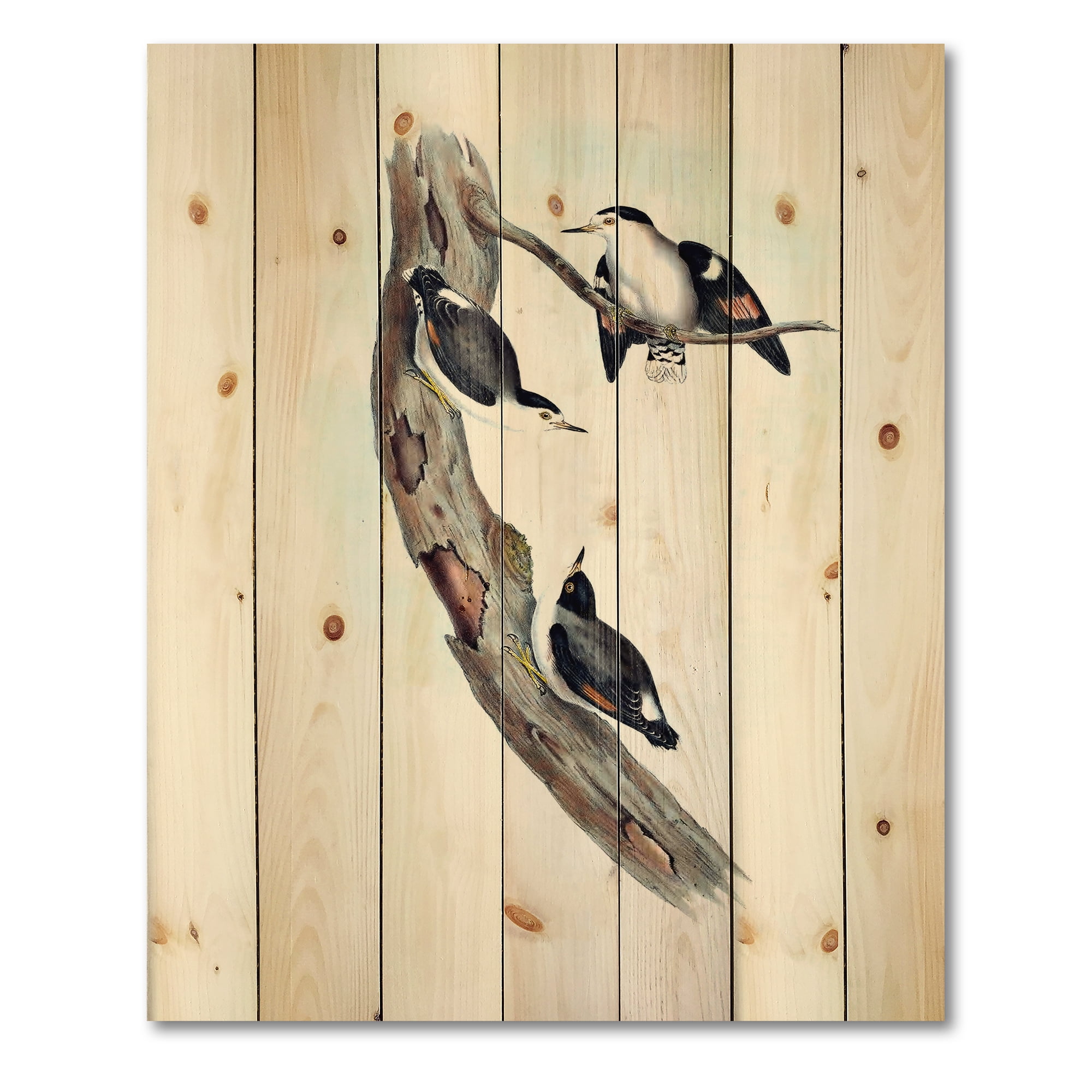 Designart 'Ancient Australian Bird Illustrations I' Traditional Print on Natural Pine Wood
