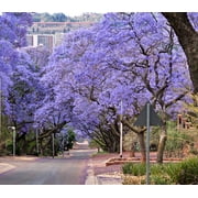 Blue Jacaranda Tree Seeds (100 Seeds) - Easy to Grow, Rare Blue Flowering Tree