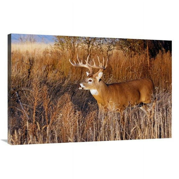 40 in. Whitetail Buck Art Print - Vic Schendel