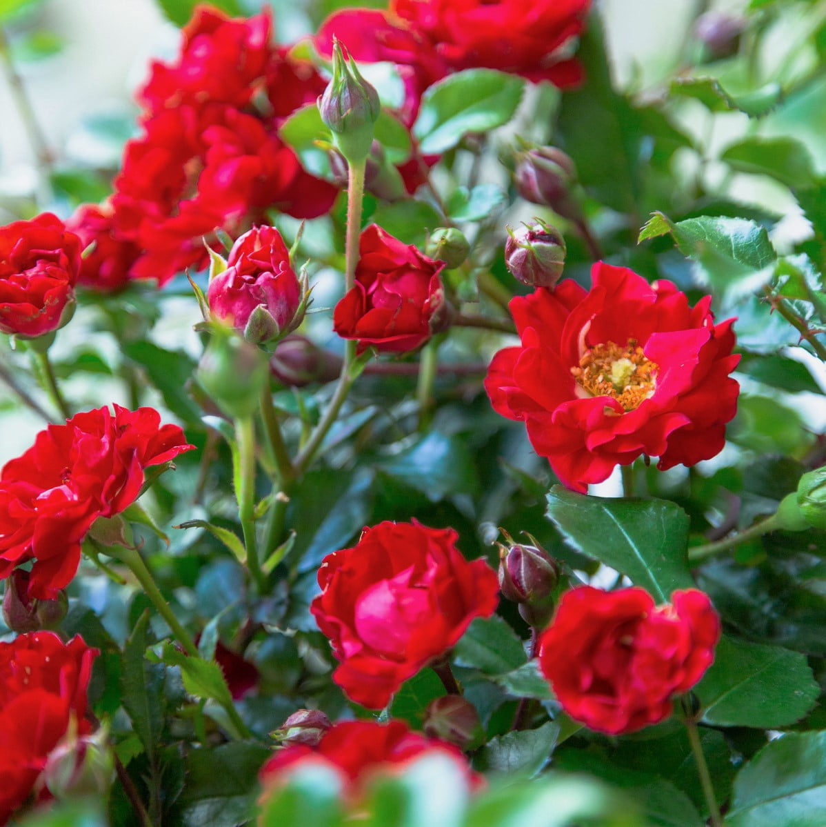 It's A Breeze Rose - Red Blooming Low-growing Shrub - 2 Gal - Walmart ...