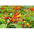 thumbnail image 2 of Firebush Dwarf  1 Extra Large 3 Gallon Plant  Hamelia Patens  Hardy Outdoor Shrub  Garden Landscape Addition, 2 of 9